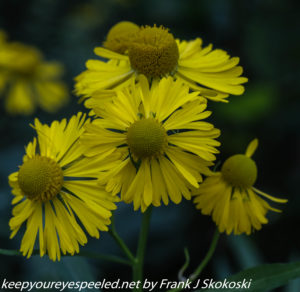 yellow wild flowers in bloom 