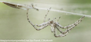 gray spider on web 
