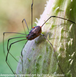 long legged spider of milkweed pod 