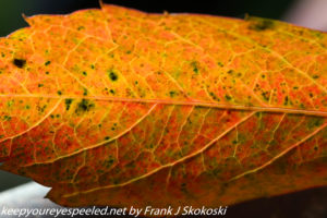 close up of leaf 