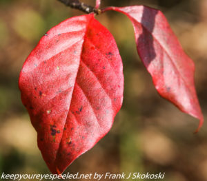 bright red bluebery leaves