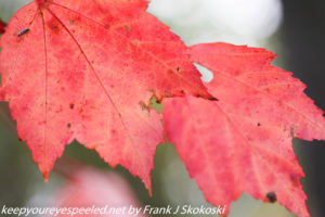 bright red maple leaves 