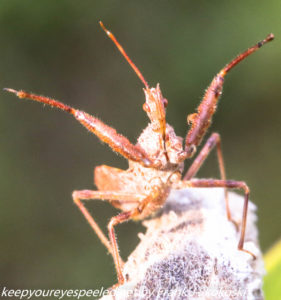 close up wheel bug on milkweed pod