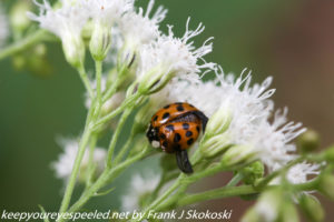 lady bug beetle on white flower 
