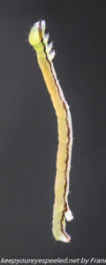 caterpillar dangling from silk thread 