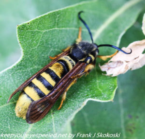 close up of yellow jacket on leaf