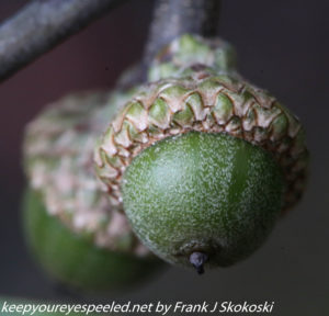 close up of acorn 