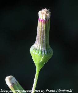 close up of wild flower bud