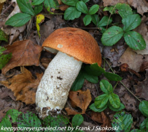 red top or aspen scaber bolete mushroom 