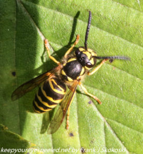 close up of yellow jacket on leaf 