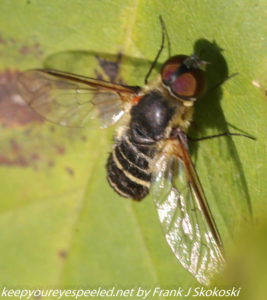 close up of wasp on leaf