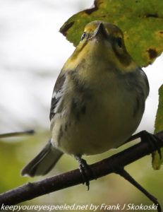 black throated green warbler on tree branch 