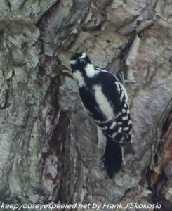downy or hairy woodpecker 