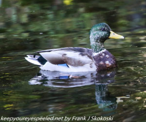 male mallard duck in canal 