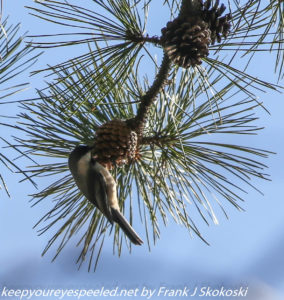 black-capped chickadee feeding on pine cones 