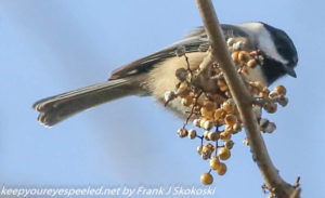 black-capped chickadee feeding on poison ivy berries 