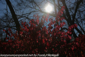 sun and red leaves in PPL wetlands 