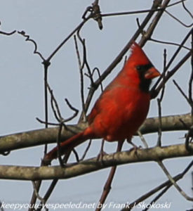 cardinal on tree branch