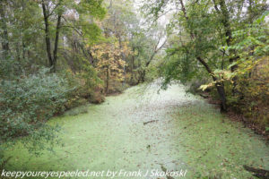 tree lined canal covered in duckweed 