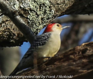 red-bellied woodpecker on tree limb