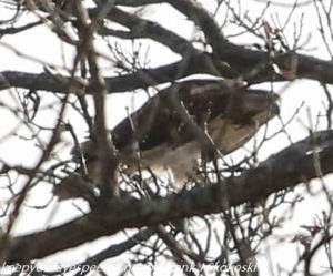 red tailed hawk in tree 