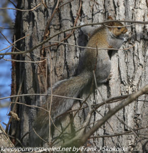gray squirrel on tree trunk 