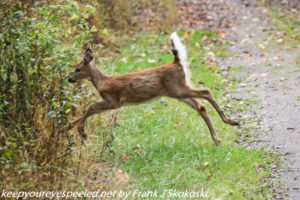 deer fawn leaping along path 