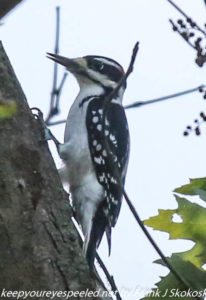 hairy or downy woodpecker on tree