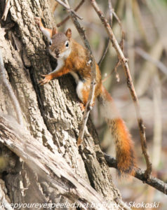 red squirrel on tree trunk 