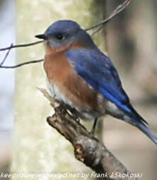 blue bird on tree branch 