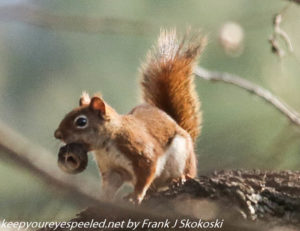 red squirrel with nut on tree branch