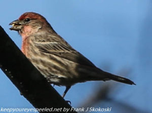 house finch on branch 