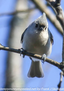 tufted titmouse on branch