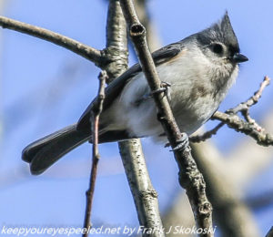 tufted titmouse on branch 