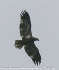 juvenile bald eagle 