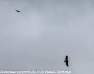 bald eagles soaring high in sky 