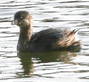 pied-billed grebe on Lake Irene 