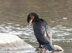 cormorant on lake Irene 