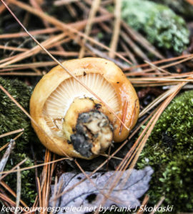 yellow mushroom in moss and pine needles 