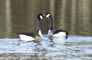 two canada geese on lake Irene 