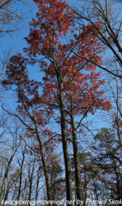 red oak tree 