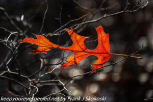 red oak leaf 