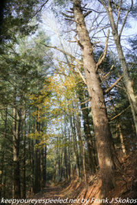 large hemlock trees on trail 
