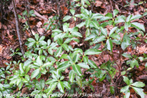 green mountain laurel leaves 