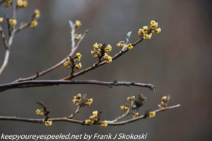 witch hazel blossoms on trail 