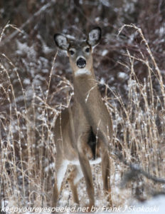 white tailed deer in weeds 