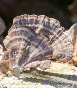 mushroom on log 