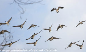 canada geese in flight 