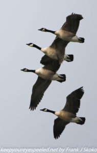 canada geese in flight 