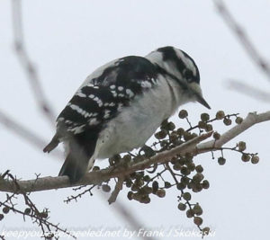 downy or hairy woodpecker eating poison ivy berries 